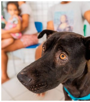 Secretaria de Estado da Cidadania ressalta cuidados com cães e gatos em períodos chuvosos
