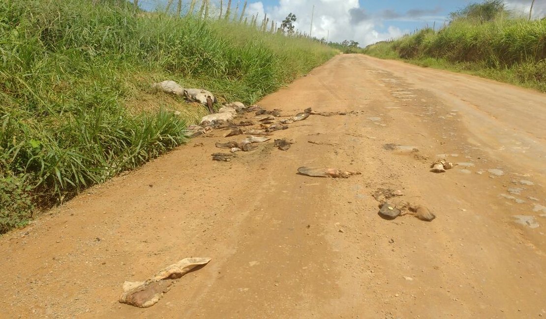 [Vídeo] Em Arapiraca, moradores denunciam descarte de restos de animais em estrada