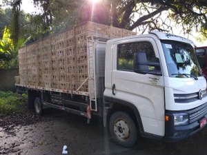Em dez dias, mais de 30 mil frangos sem notas fiscais são apreendidos em AL