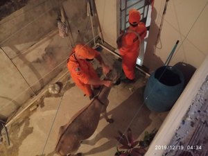 Jumento escorrega de barranco e cai em quintal de residência no Agreste 