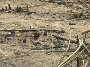 Corpo é encontrado carbonizado em canavial de Campo Alegre