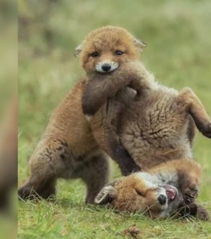 Filhotes de raposa-vermelha são flagrados em momento de pura brincadeira na natureza