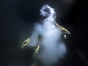 Imagem de 'sexo explosivo' vence concurso de fotos de vida selvagem