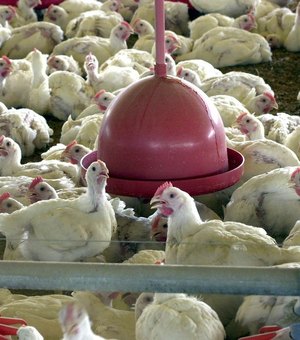 China reporta surto de gripe aviária e abate quase 18 mil animais
