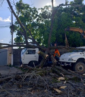 Árvore cai sobre dois veículos em via pública no bairro Jatiúca, em Maceió