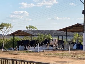Edição da Expo Bacia Leiteira 2021 movimenta economia no Sertão alagoano