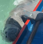 Peixe-boi curioso faz “visita” a turista em passeio pelas piscinas naturais de Milagres