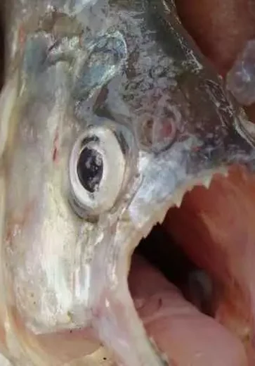Peixe carnívoro deixa homem ferido nas águas do Rio São Francisco em AL