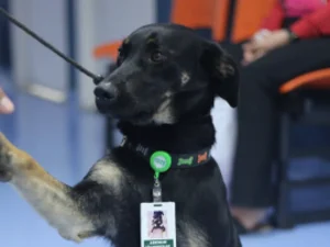 Cãozinho é adotado e se torna funcionário de hospital de São Paulo