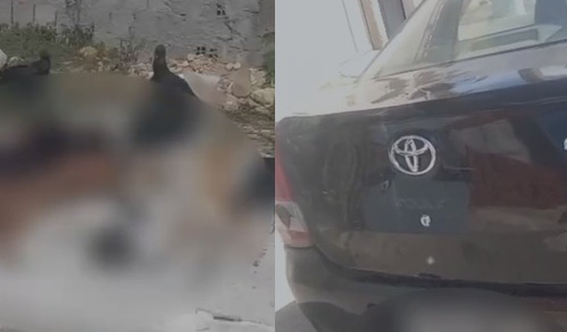 Motorista que atropelou e matou quatro cachorros em Maceió é identificado pela Polícia Civil