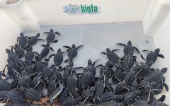 Espécie é rara no litoral de Alagoas