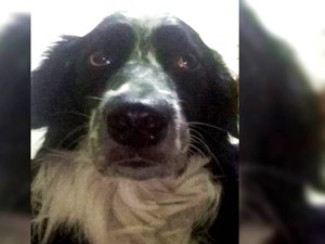 Cachorro morto em ataque de abelhas recebeu 200 picadas só no focinho