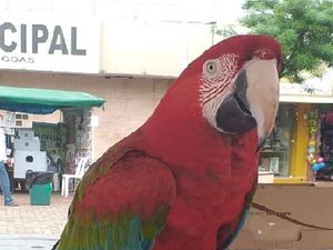 População pode fazer entrega voluntária de animais silvestres em Arapiraca