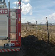 Vegetação pega fogo na AL-110 e incêndio assusta moradores da região