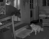 Cão idoso encara urso que invadiu casa enquanto dona dormia