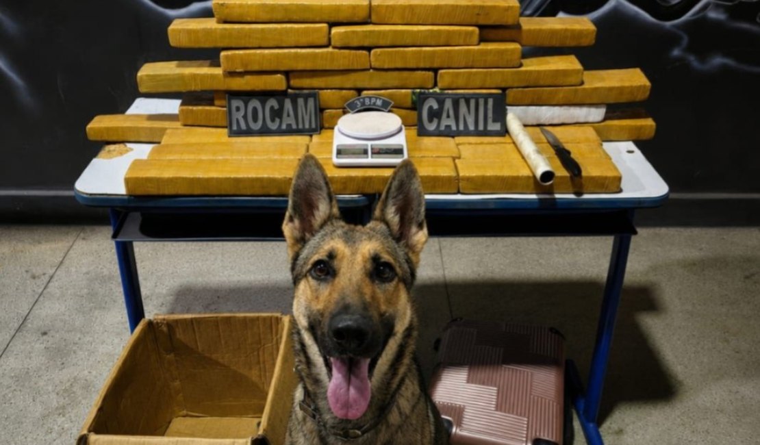 Casal é preso por tráfico ao ser flagrado com 25 kg de maconha em Arapiraca