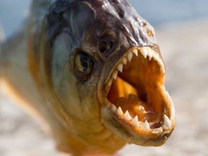 Piranhas atacam banhistas no Rio São Francisco em Pão de Açúcar