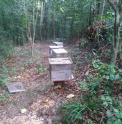 Envenenamento de abelhas causa prejuízo de mais de R$ 15 mil em Maragogi