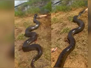 Conheça a sucuri gigante que viralizou ao engolir cachorro em fazenda