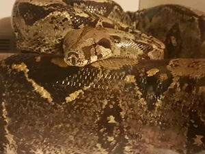 Jiboia perdida de 1,8 m 'temperamental e reativa' é achada na Inglaterra