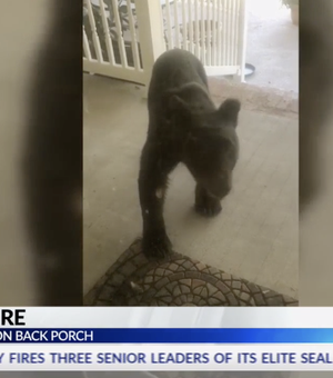 Urso invade casa, brinca com cadeira de balanço e assusta morador nos EUA