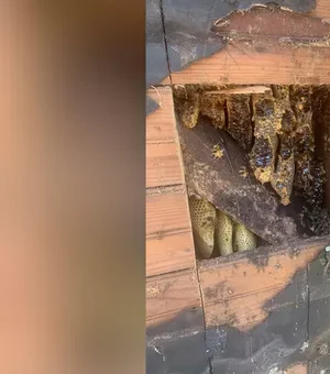 Casal descobre 450 mil abelhas em casa após comprar imóvel dos sonhos