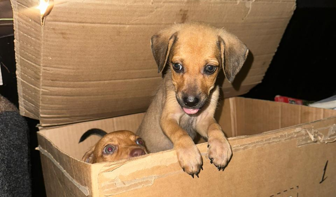Polícia Civil investiga abandono de filhotes de cachorros no bairro da Serraria