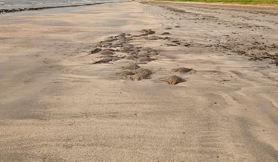 [Vídeo] Arraias são achadas mortas na Praia de São Bento