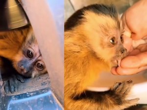 Macaquinho se assusta no meio da estrada e se esconde em roda de caminhonete