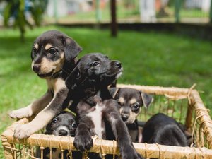 Rua Aberta da Ponta Verde vai receber feira de adoção de pets neste domingo (08)