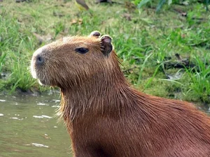 Por que uma capivara foi avistada em bairro movimentado de Maceió e acabou morrendo