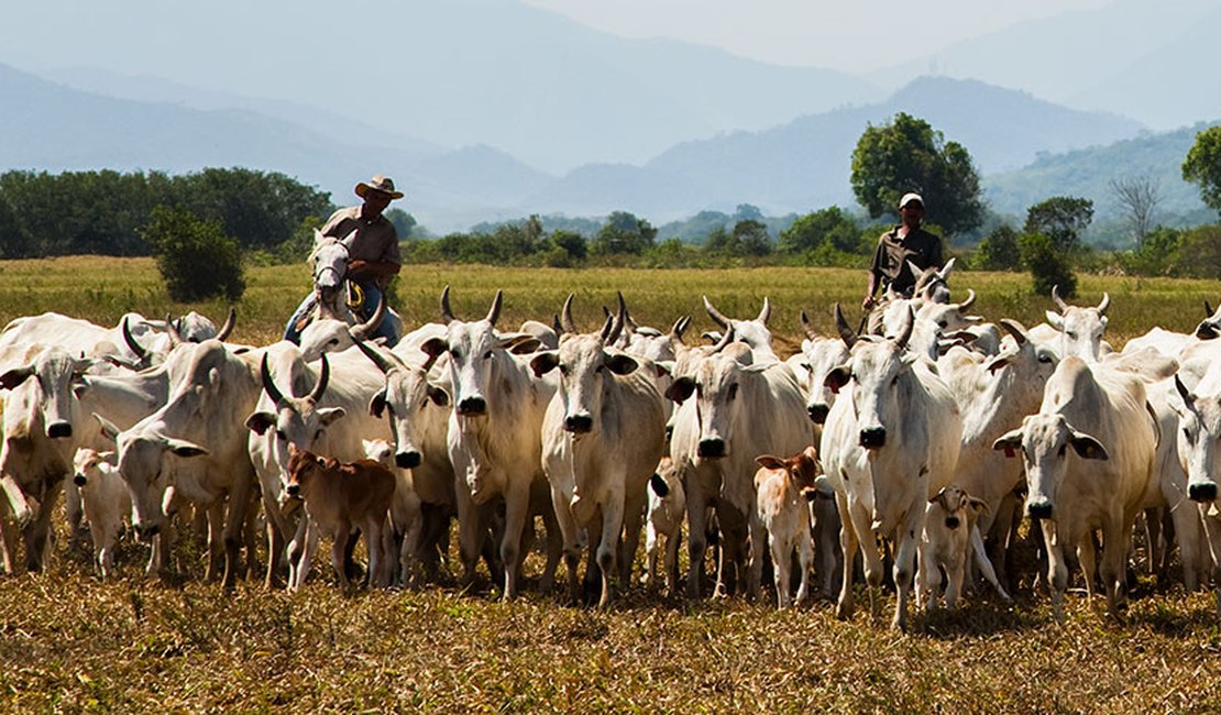 Rebanho bovino cai 3%, mas produção de leite movimenta R$ 1,3 bilhão em Alagoas