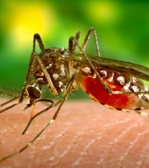 Zika deve chegar a quase todos os países das Américas