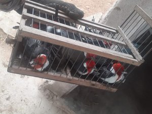 MPAL integra operações que resgatam 755 animais e prendem grande traficante nacional