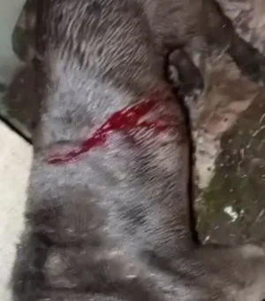 Pitbull foge de casa e é encontrada esfaqueada no Vale da Perucaba, em Arapiraca