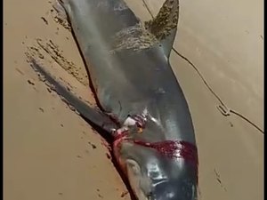 [Vídeo] Tubarão ameaçado de extinção é morto por pescadores em Coruripe