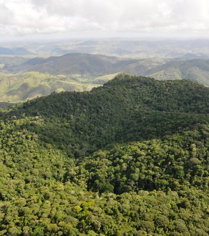Alagoas registra queda de 68,4% no desmatamento em 2025, segundo MapBioma