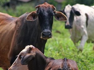 Prefeitura intensifica fiscalização contra venda clandestina de carnes