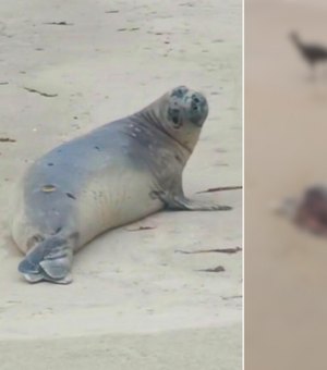 Mistério cerca morte de 'Leôncio': elefante-marinho é encontrado partido ao meio no litoral sul de AL
