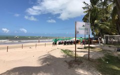 Prefeitura inicia plantio de salsa na Praia de Maragogi