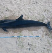 Golfinho é encontrado morto na praia de Sonho Verde, no Litoral Norte