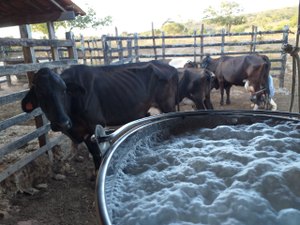 Emater gera aumento de 60% na produção de leite de bovinocultor em Olho D’Água das Flores