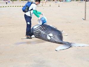 Baleia morta é achada encalhada em praia