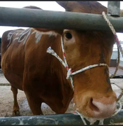 Brasil confirma caso de 'vaca louca' no Pará e suspende exportação de carne à China