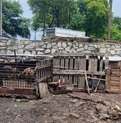 Vigilância Sanitária notifica pocilgas clandestinas no bairro da Levada