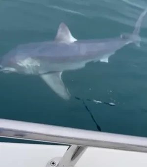Pescadores 'batalham' durante 1 hora com tubarão de quase 250 kg