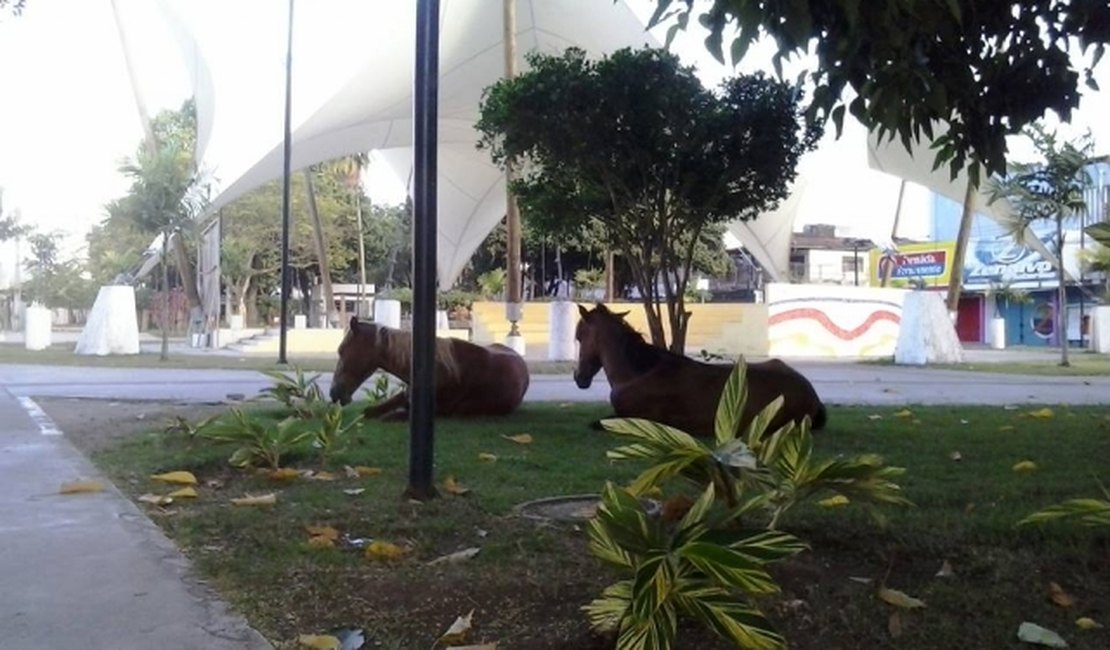 Em busca de alimento, cavalos invadem praça no centro de Arapiraca