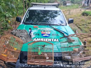 PM flagra arma e aves silvestres em cativeiro em Passo do Camaragibe