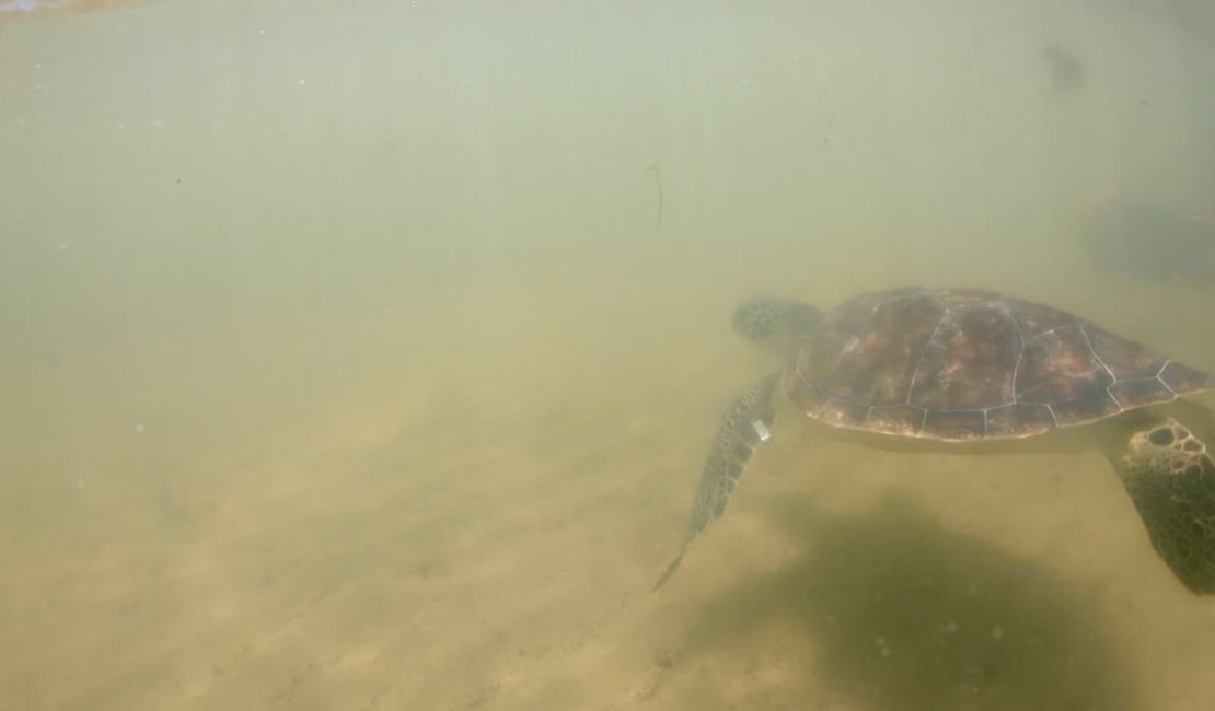 [Vídeo] Biota realiza soltura de tartaruga que teve nadadeira amputada