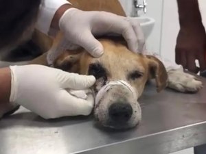 Suspeito de atirar em cachorro no olho se apresenta à polícia e nega disparo